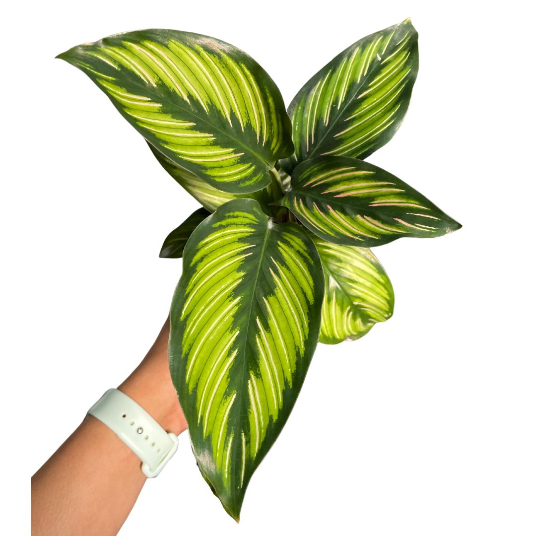 Calathea