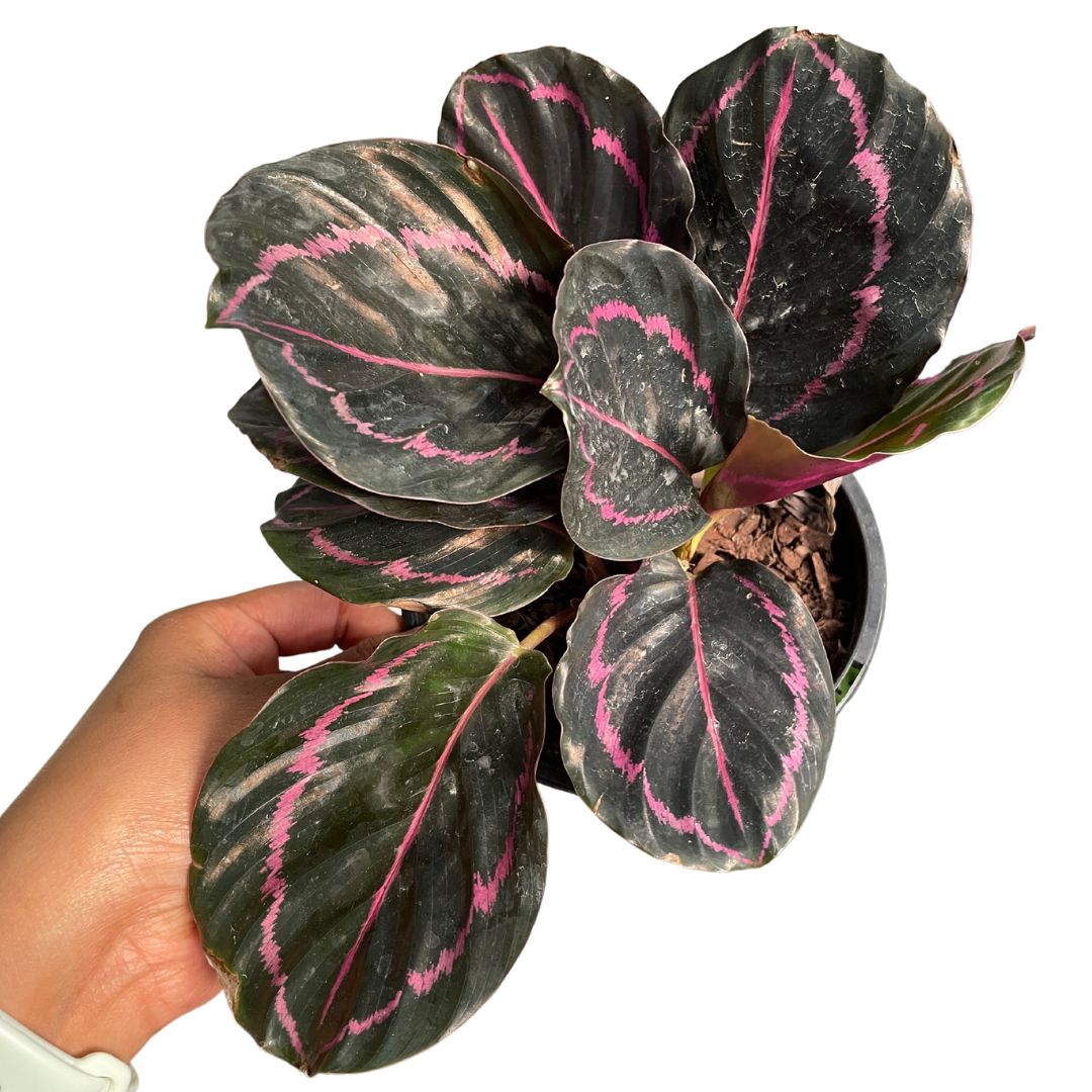 Calathea Dottie