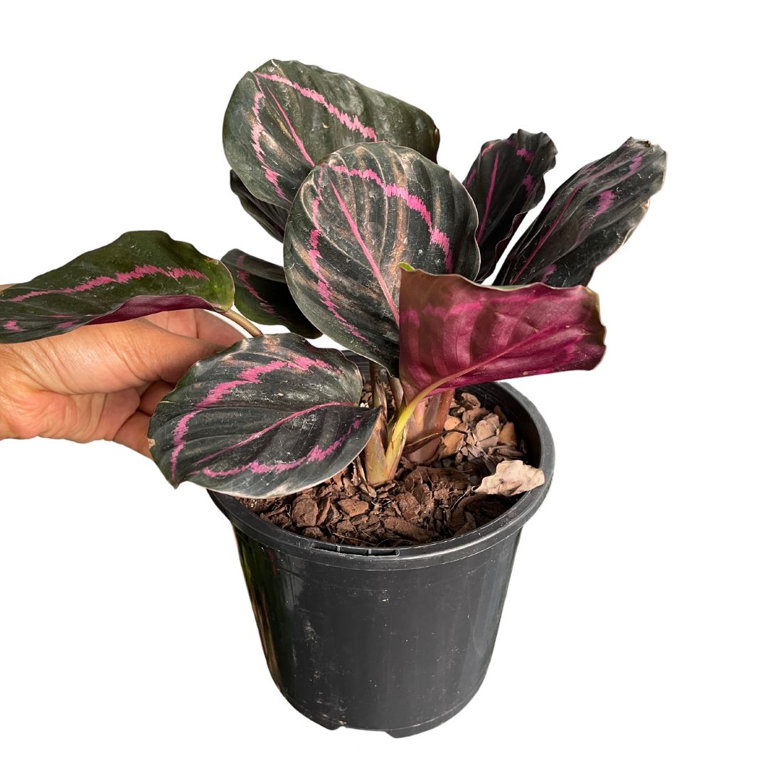 Calathea Dottie