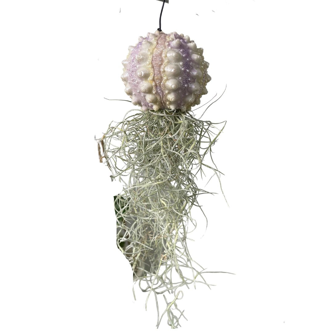 Spanish Moss Airplant