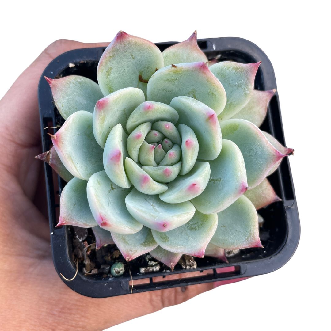 Echeveria Colorata