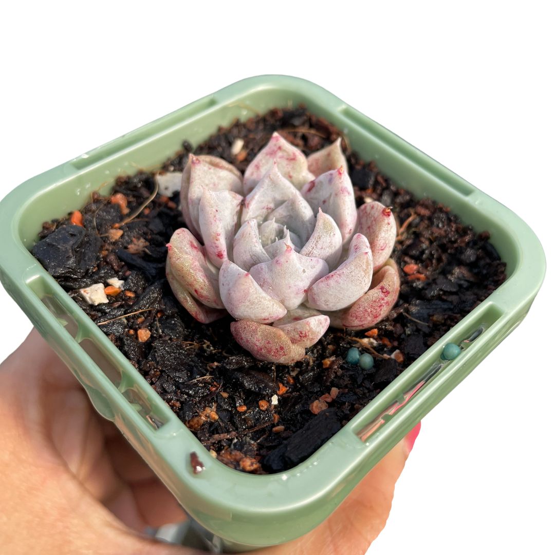 Echeveria Arthur (Korean)