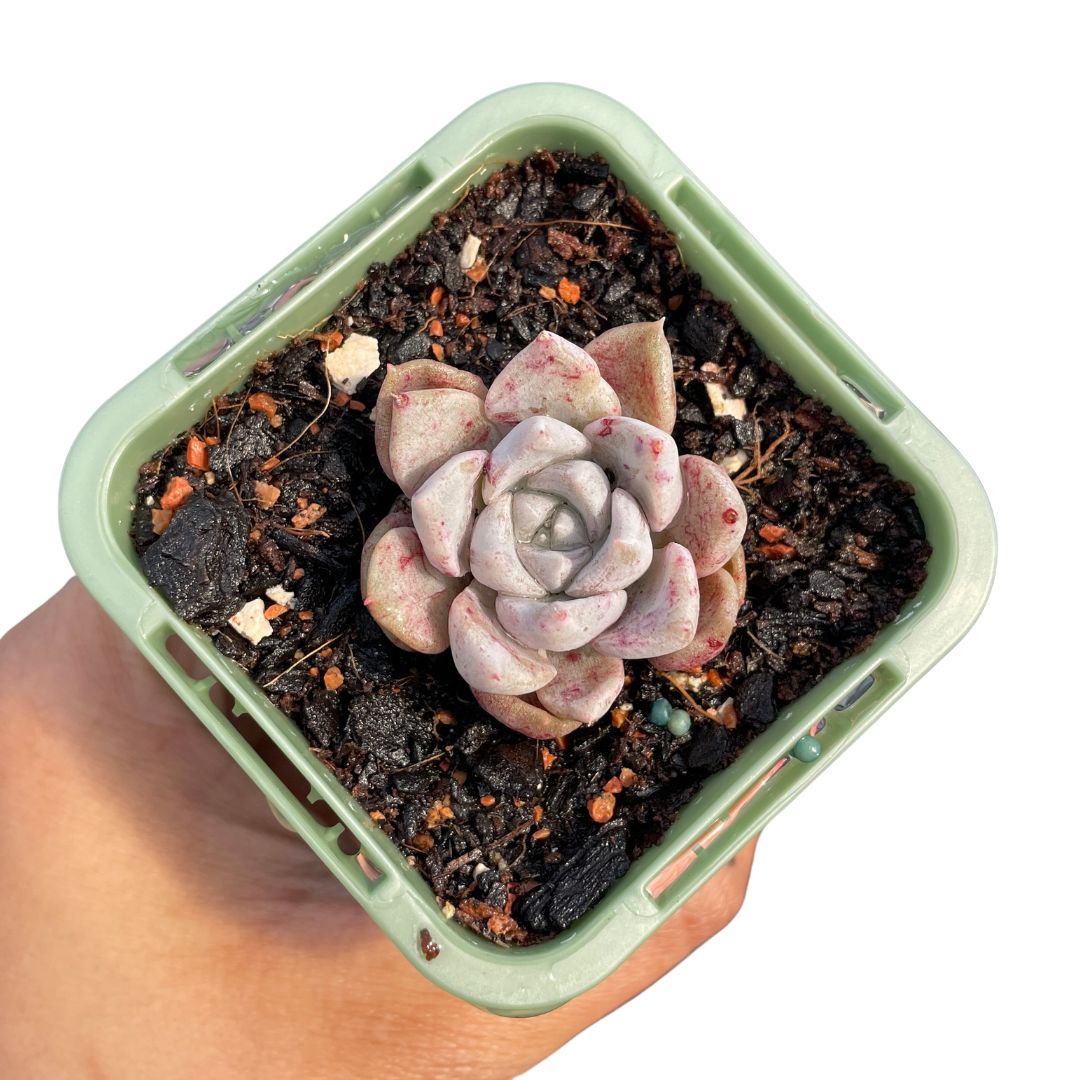 Echeveria Arthur (Korean)