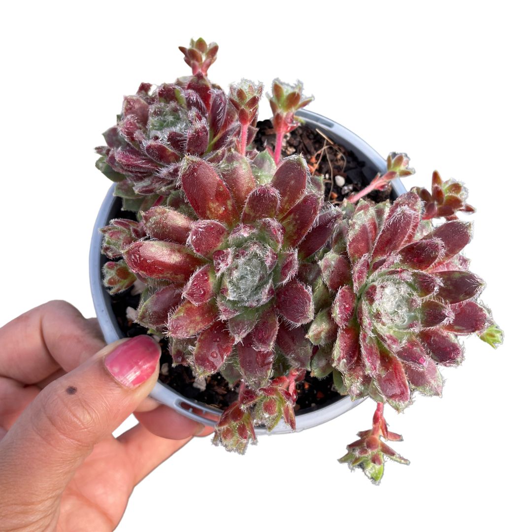 Sempervivum