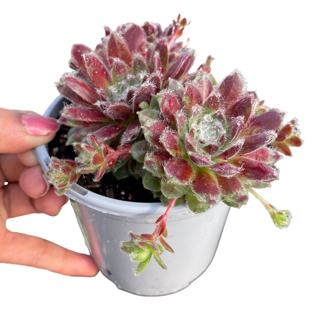 Sempervivum