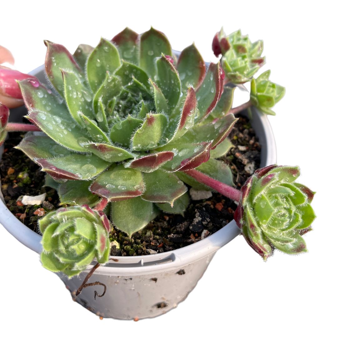 Sempervivum Excaliber