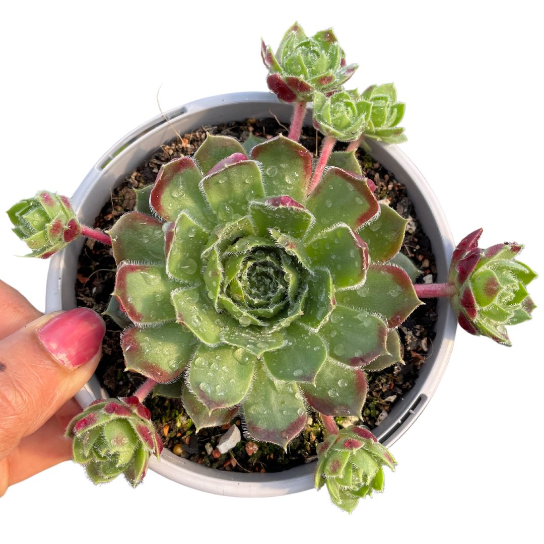 Sempervivum Excaliber