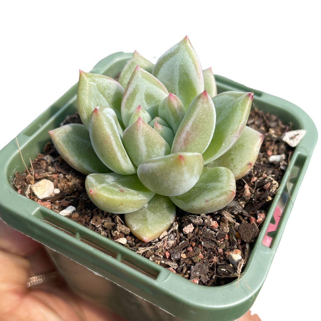 Echeveria Yellow Champagne