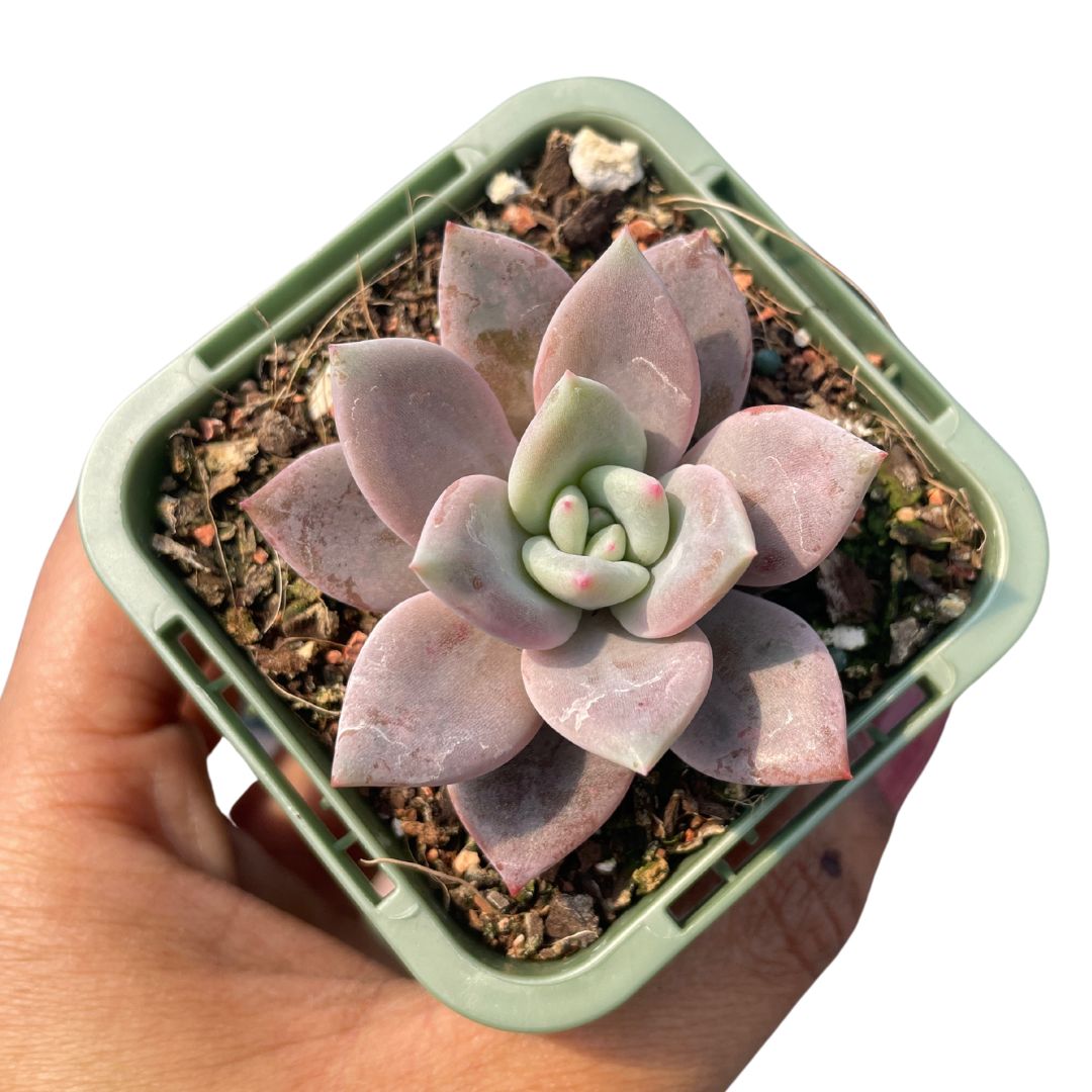 Echeveria Purple Champagne