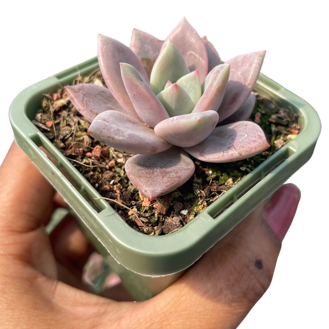 Echeveria Purple Champagne