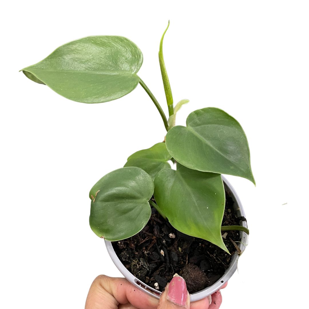 Philodendron Coradatum Heart Leaf