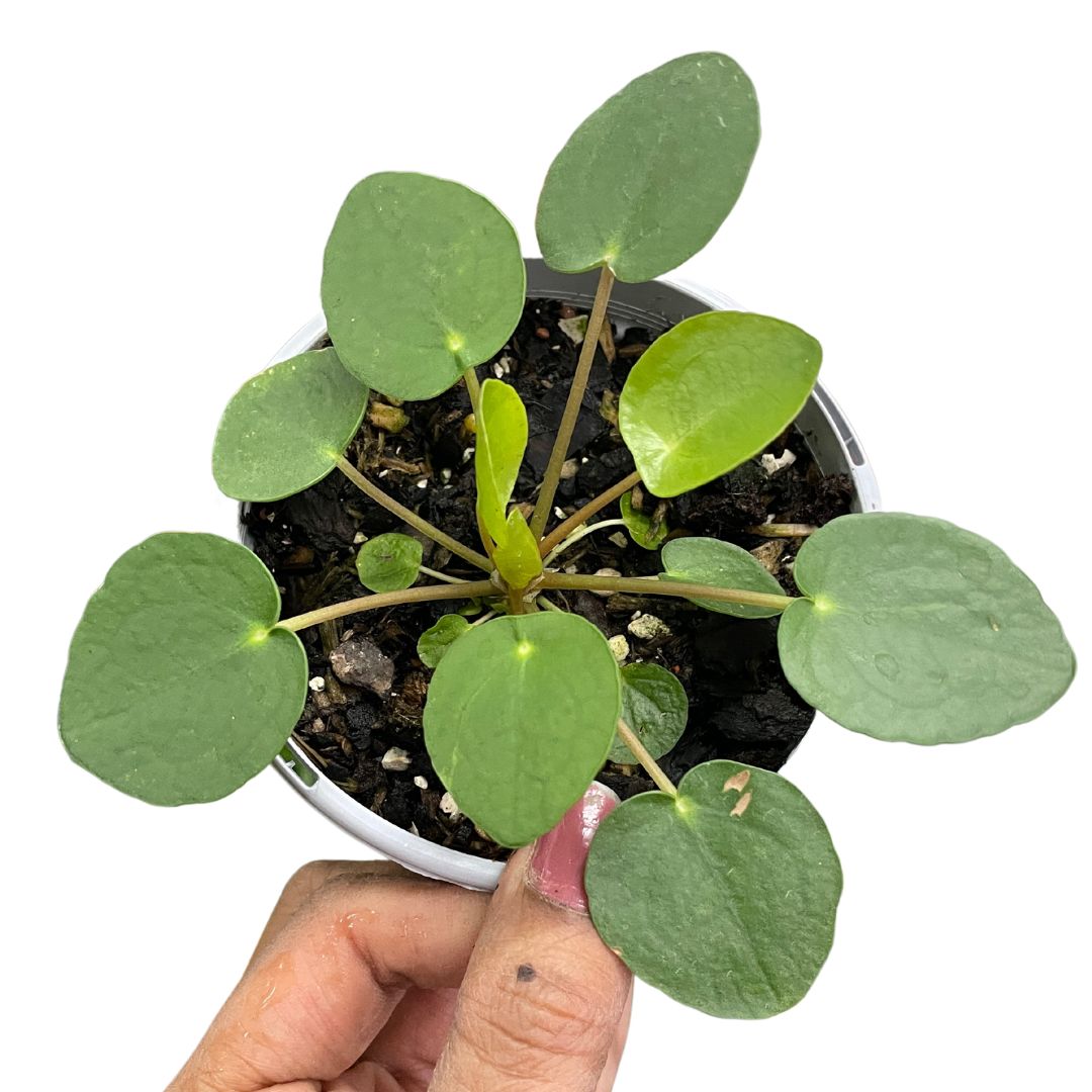 Pilea Peperomioides ‘Chinese Money Plant’