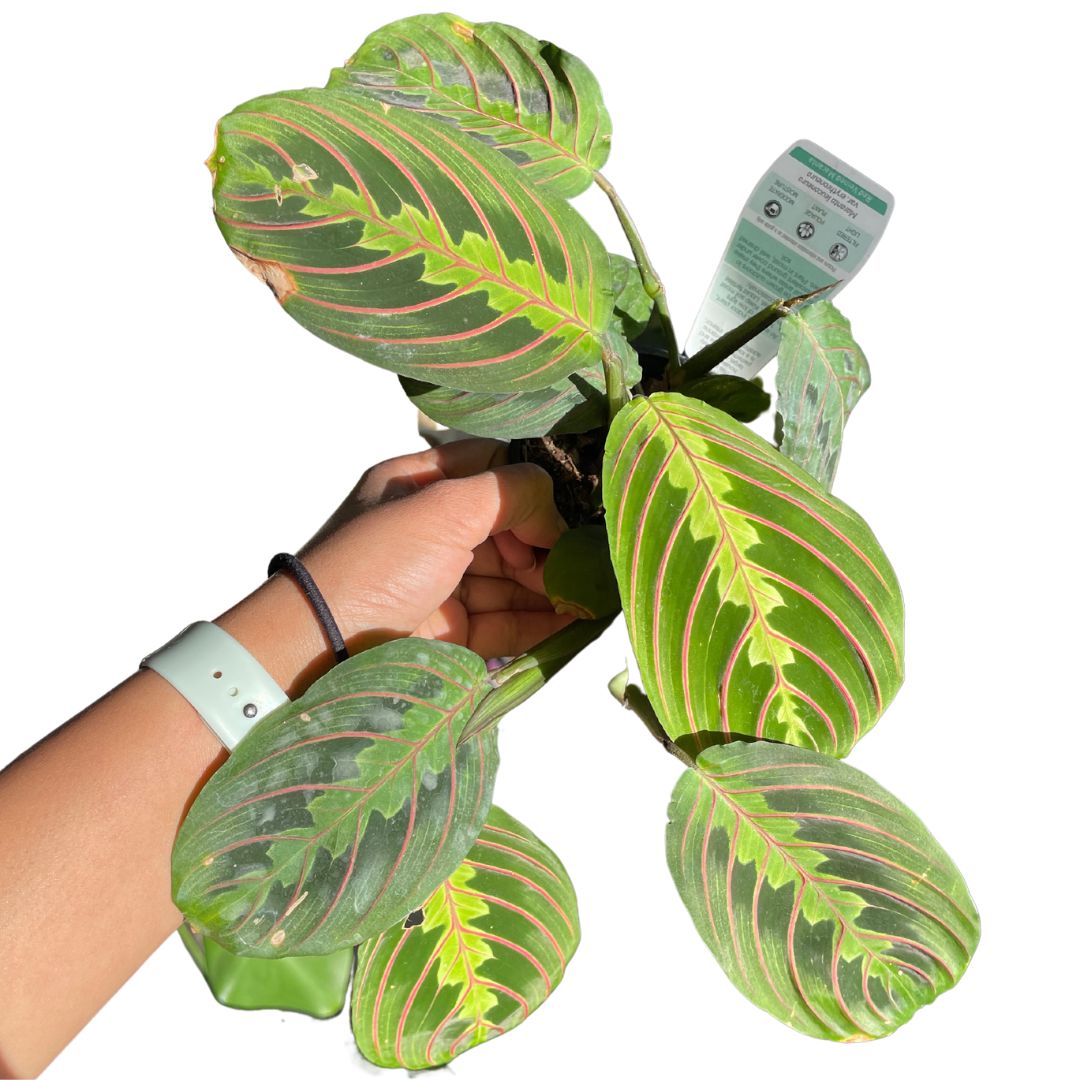 Maranta Red Vein Prayer Plant