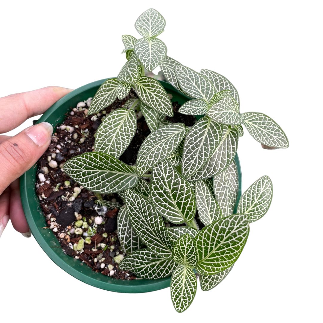 Fittonia Silver Threads - Wera Plants