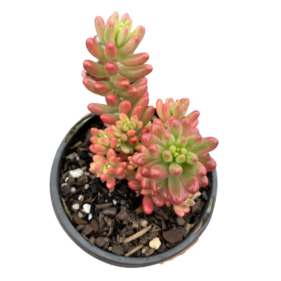 Sedum 'Pink Jelly Bean'