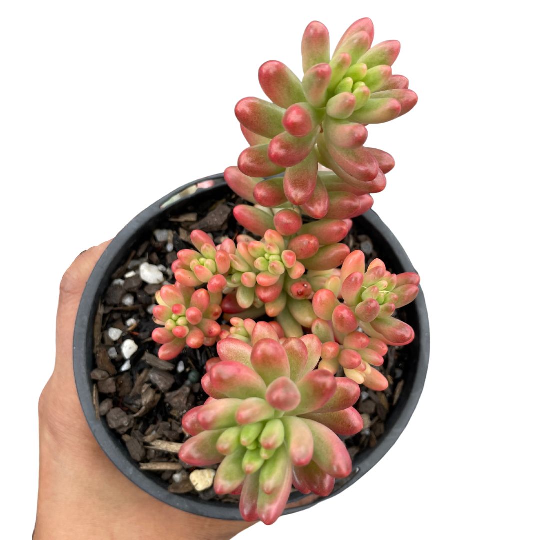 Sedum 'Pink Jelly Bean'