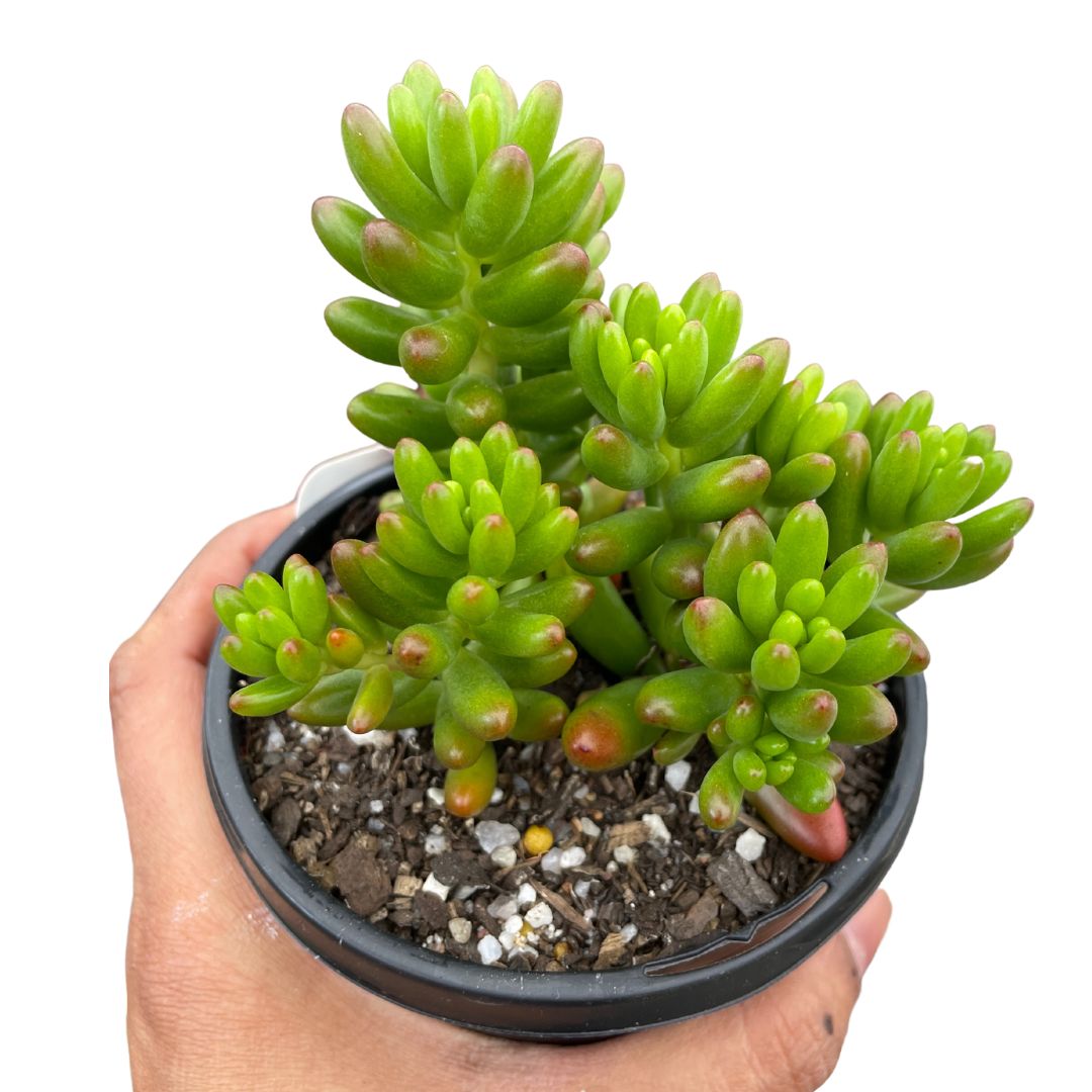 Sedum Jelly Beans