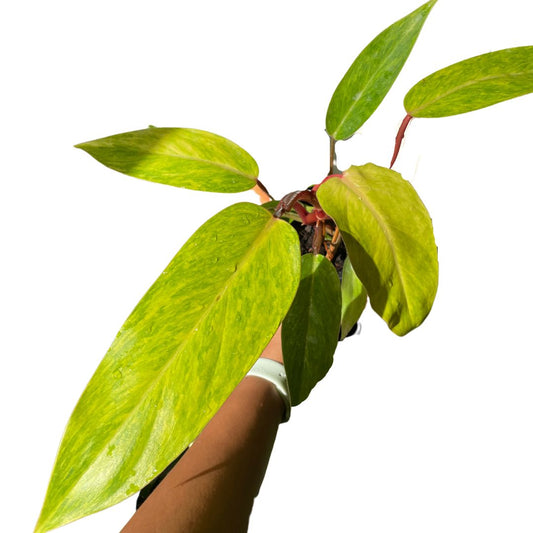 Philodendron ‘Painted Lady’ - Wera Plants