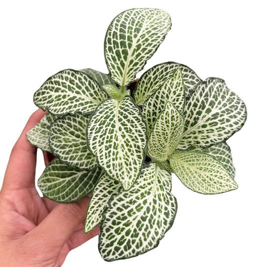 Fittonia Nerve Plant