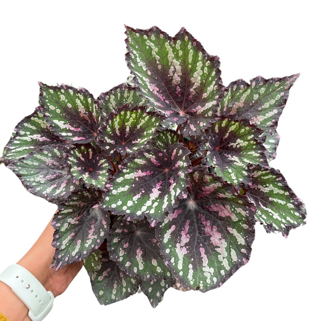 Begonia Rex