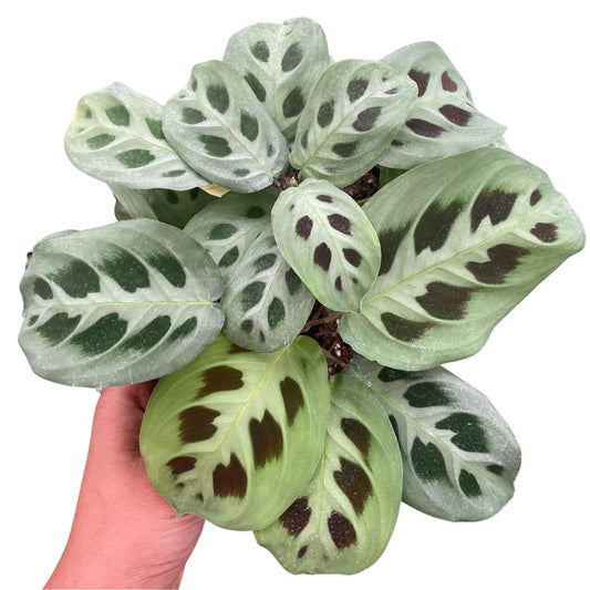 Maranta Leuconeura Prayer Plant - Wera Plants