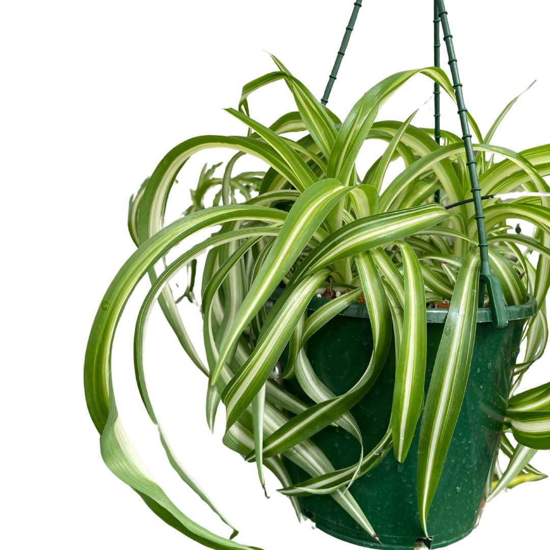 Chlorophytum Cosmosum Curly Spider Plant