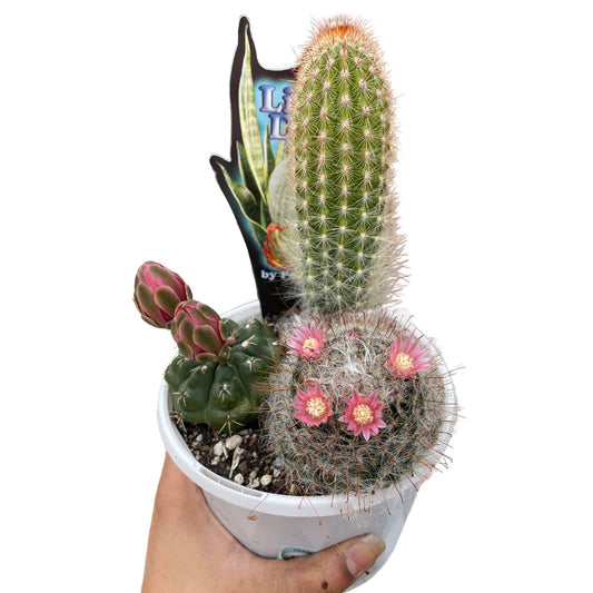 Multiplanter Cacti - Wera Plants