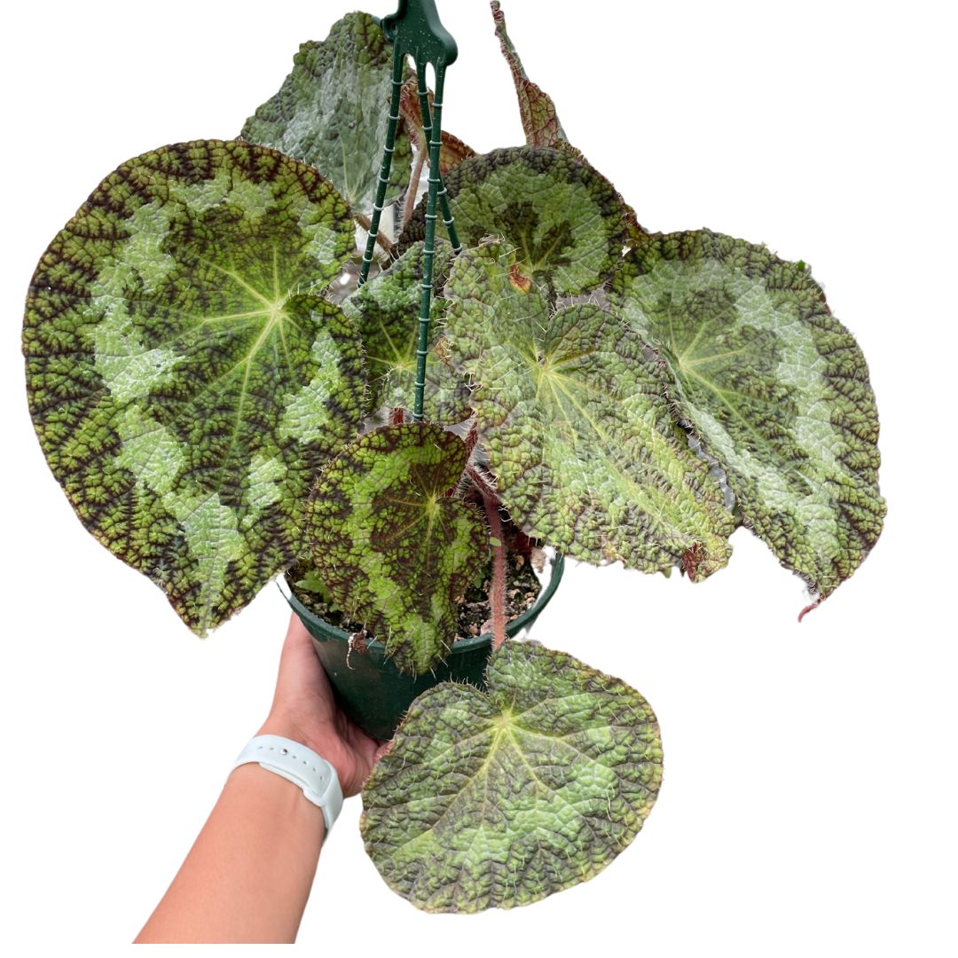 Begonia Sizemoreae