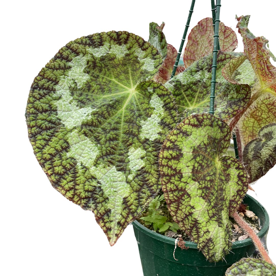 Begonia Sizemoreae