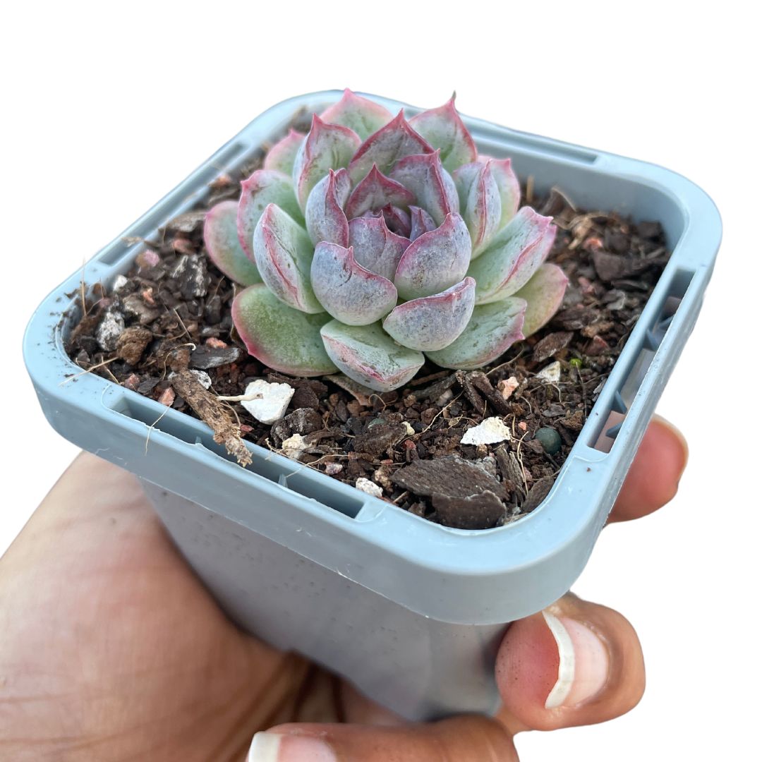 Echeveria Purple 'Monroe'