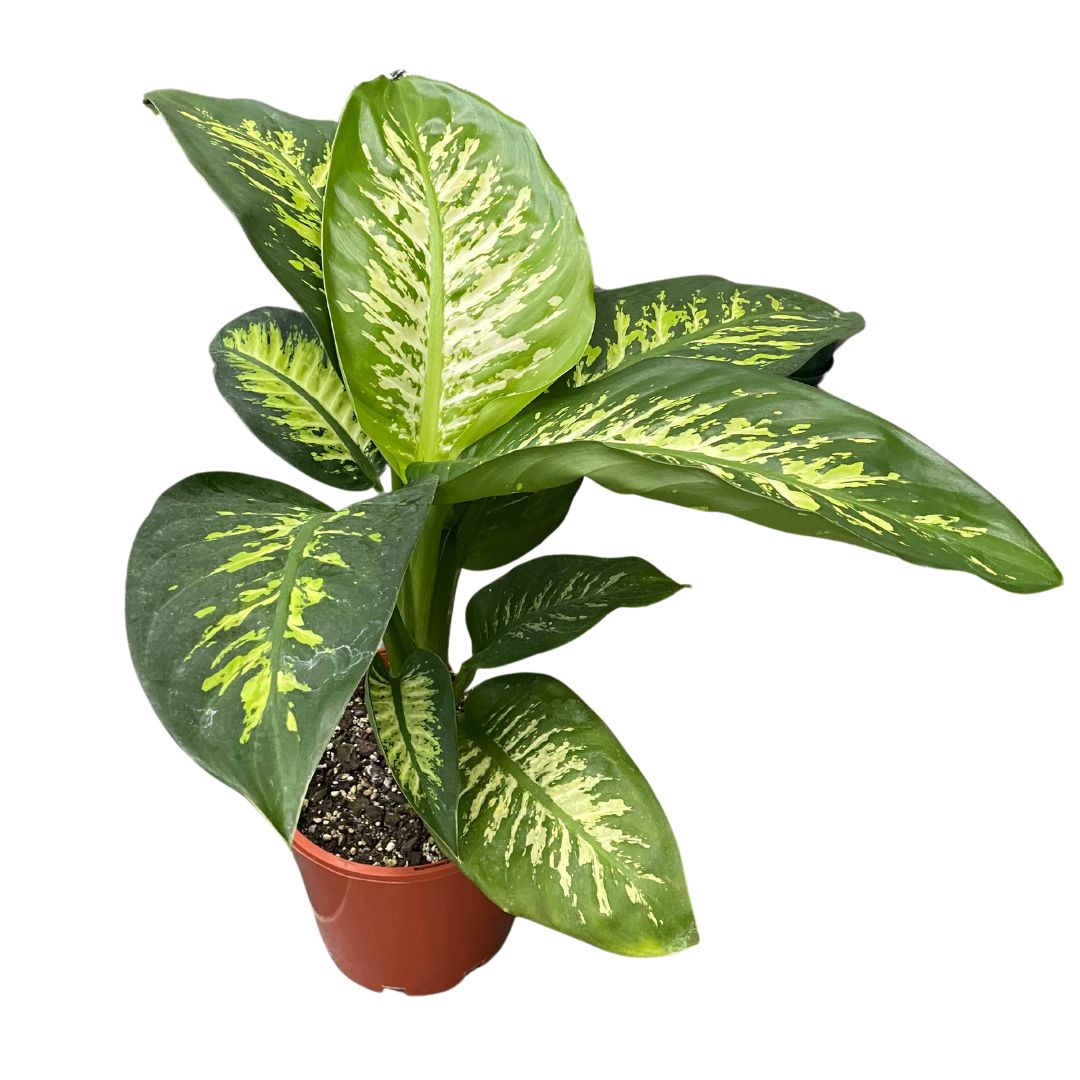 Dieffenbachia 'Tropic Snow' Pick Up only