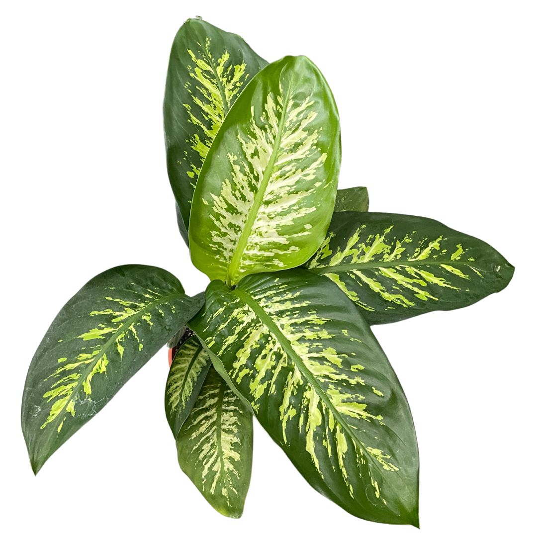 Dieffenbachia 'Tropic Snow' Pick Up only