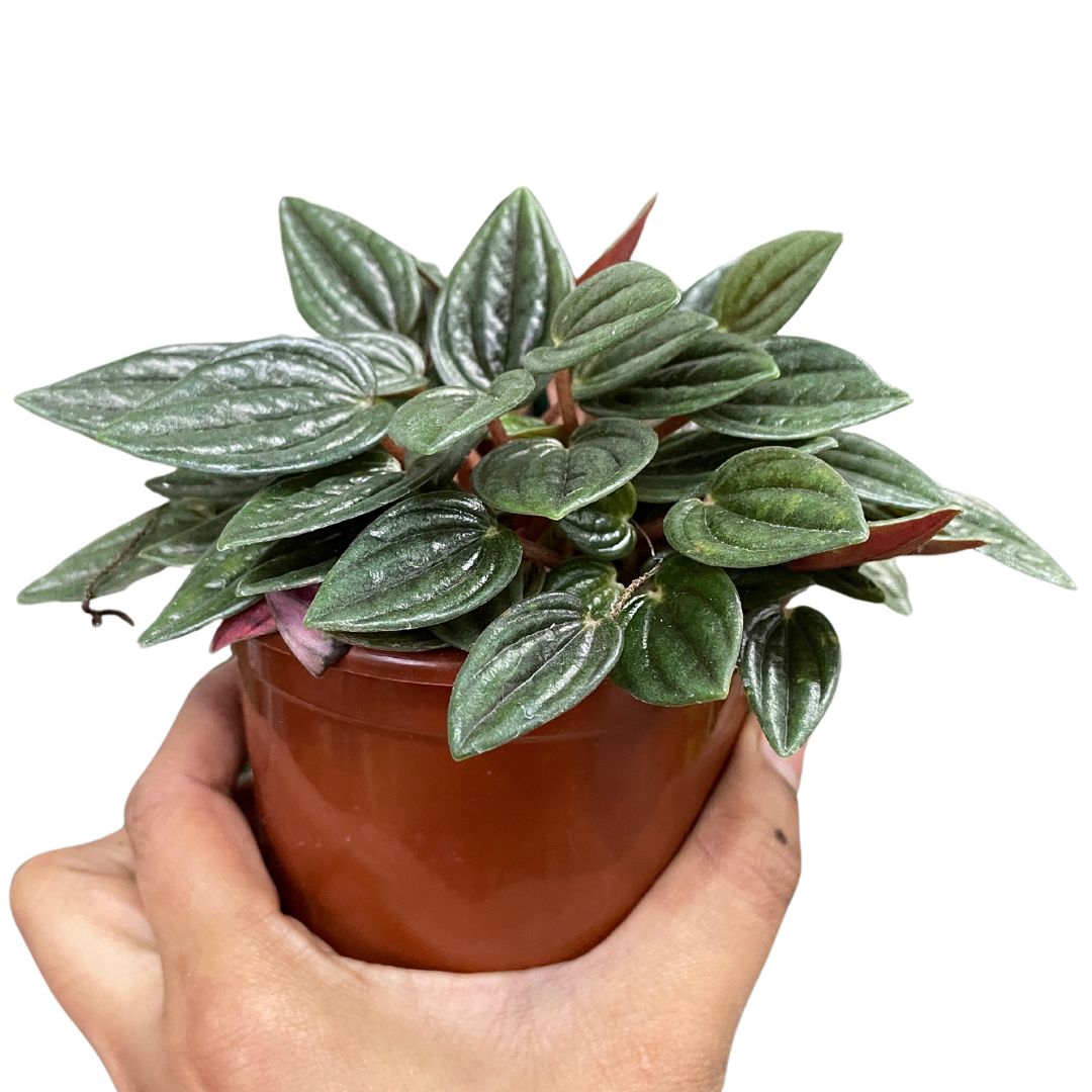 Peperomia Rosso - Wera Plants