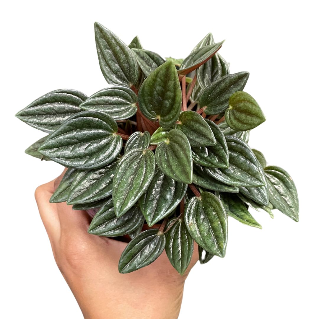 Peperomia Rosso