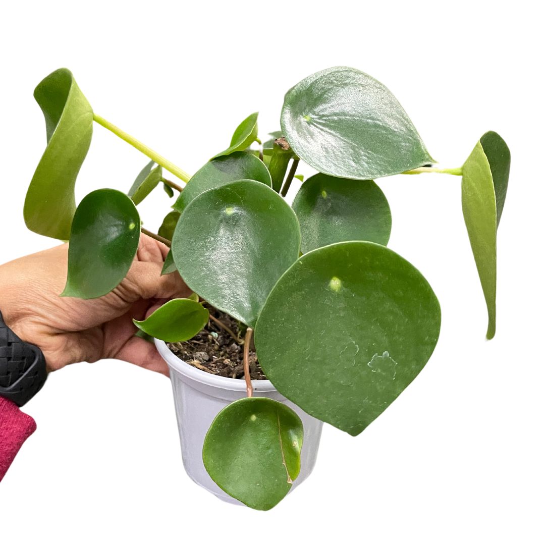 Peperomia Raindrop