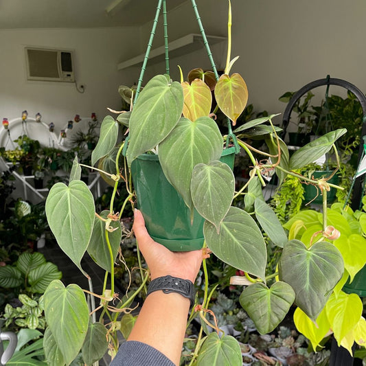 Philodendron Micans