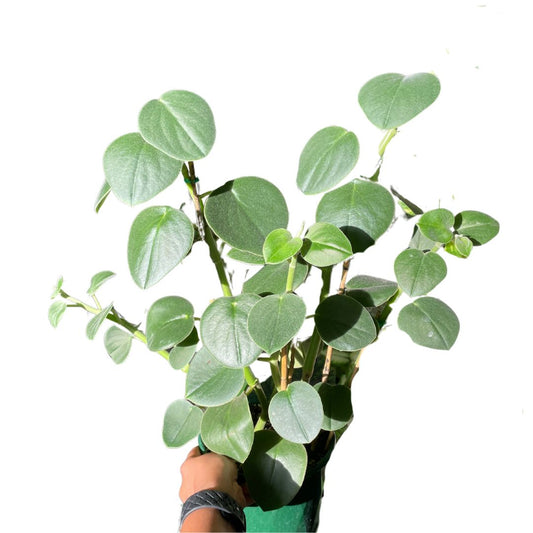 Peperomia Incana Felted (Pick up only)