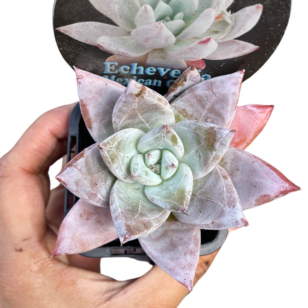 Echeveria 'Mexican Giant'