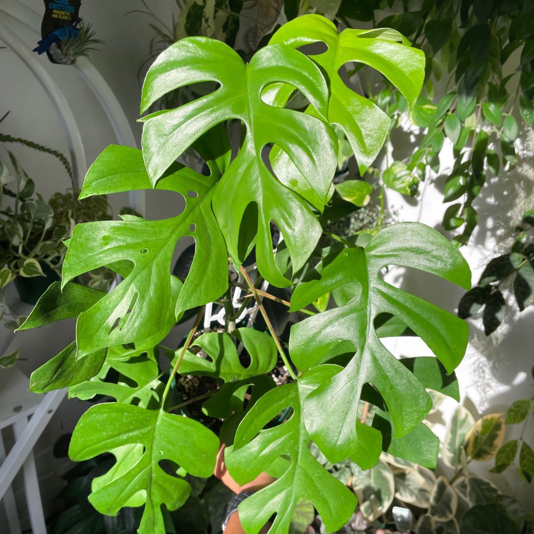 Rhaphidophora Tetrasperma 'Mini Monstera'