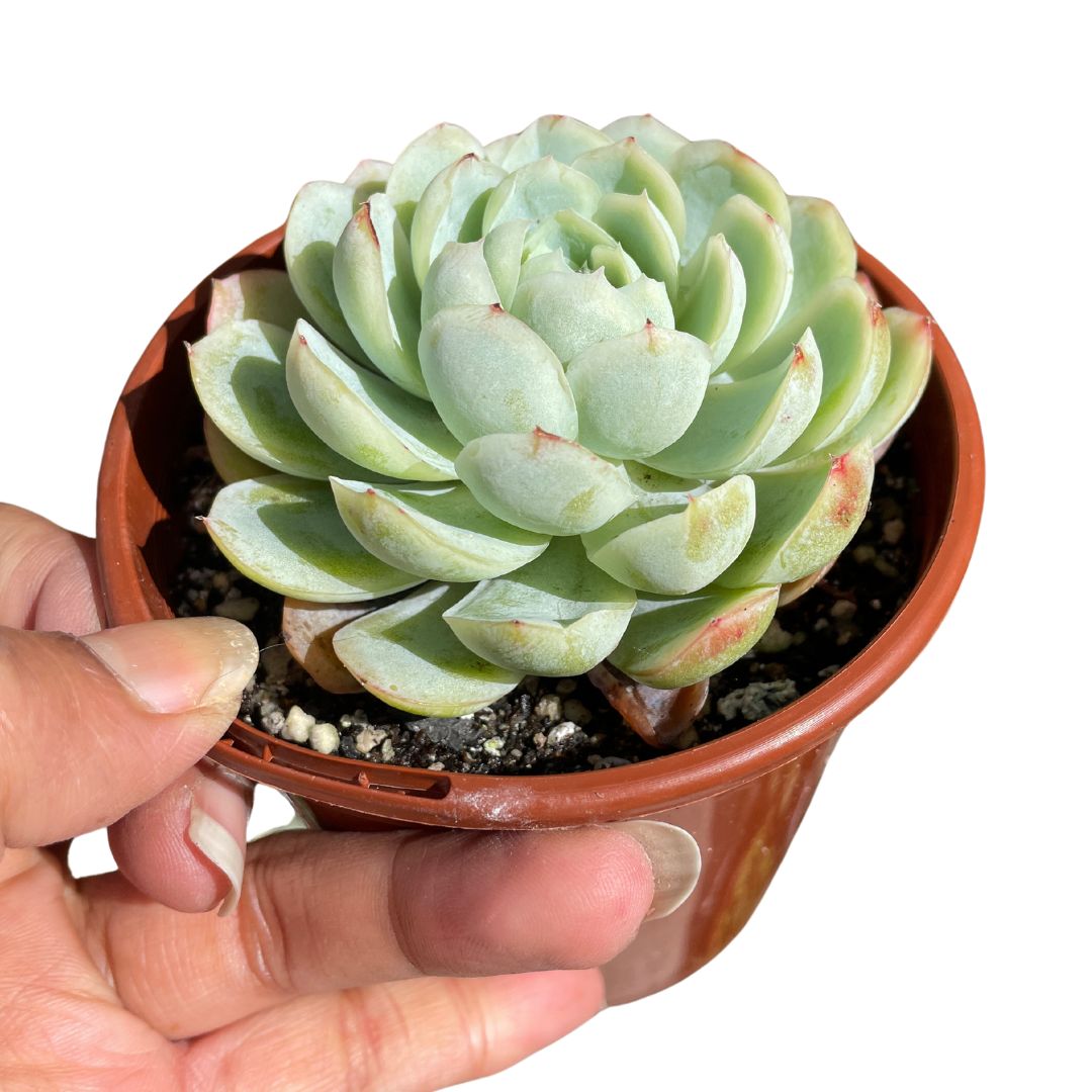 Echeveria Raspberry Ice