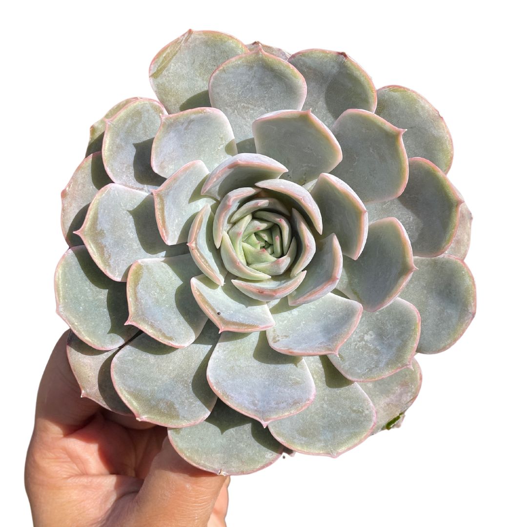 Echeveria Orion