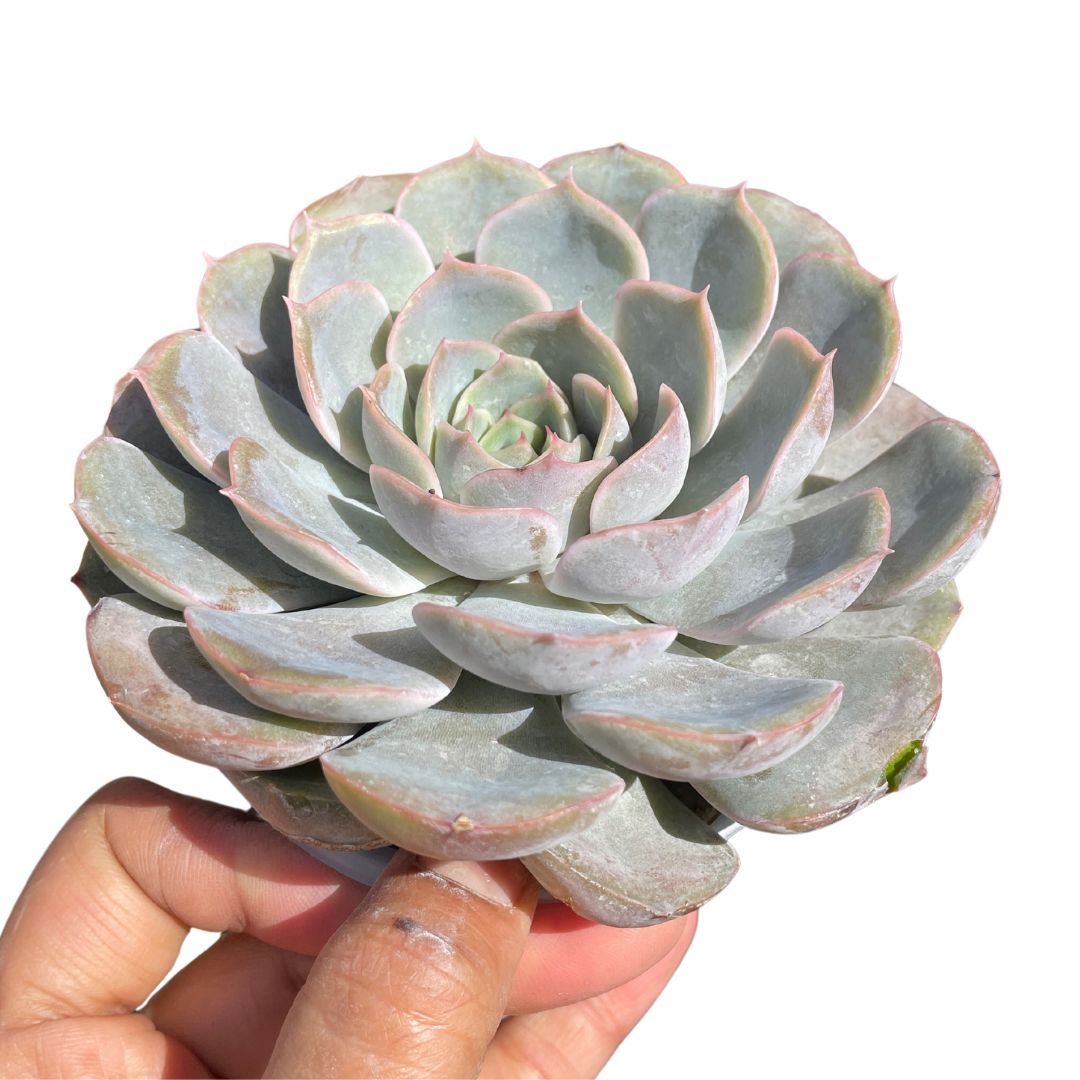 Echeveria Orion