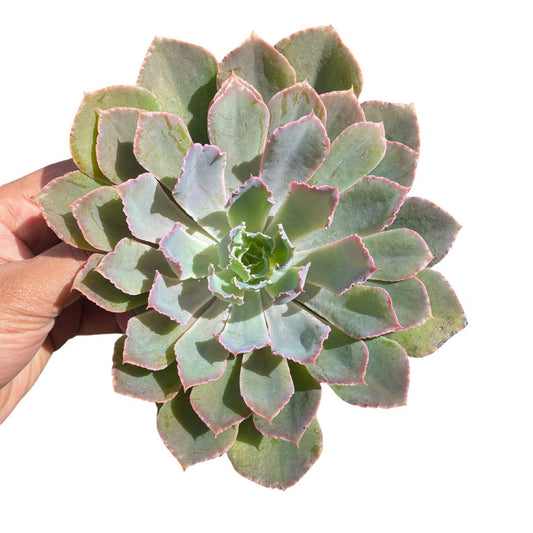 Echeveria Neon Breakers