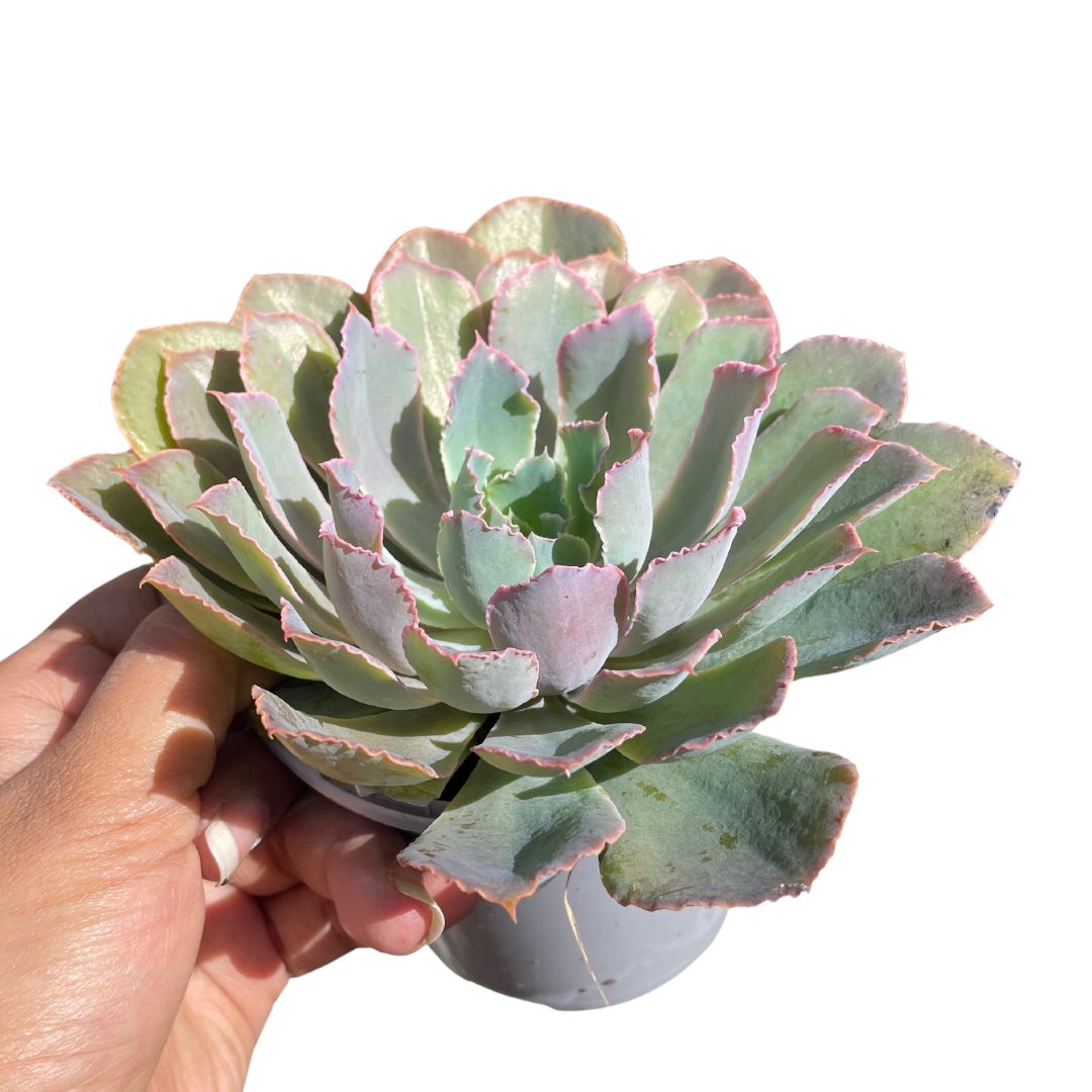 Echeveria Neon Breakers