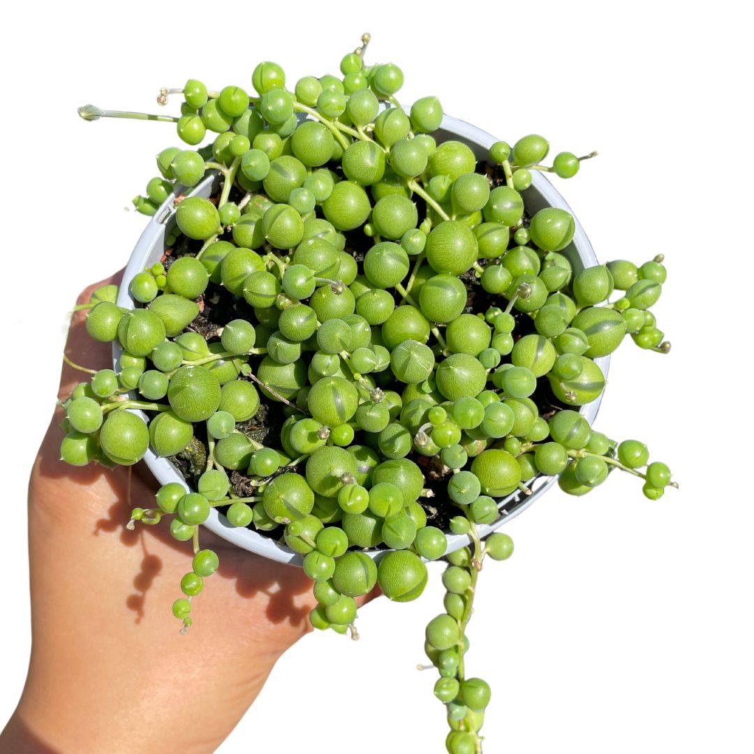 Senecio Rowleyanus (String of Pearls)