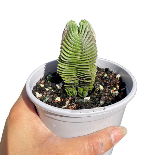 Crassula Buddha Temple