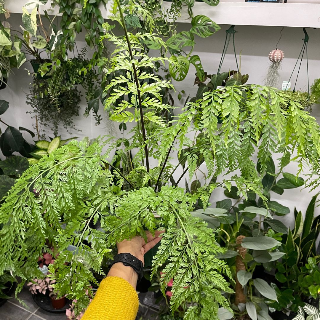 Asplenium Bulbiferum (Hen and Chicken Fern)