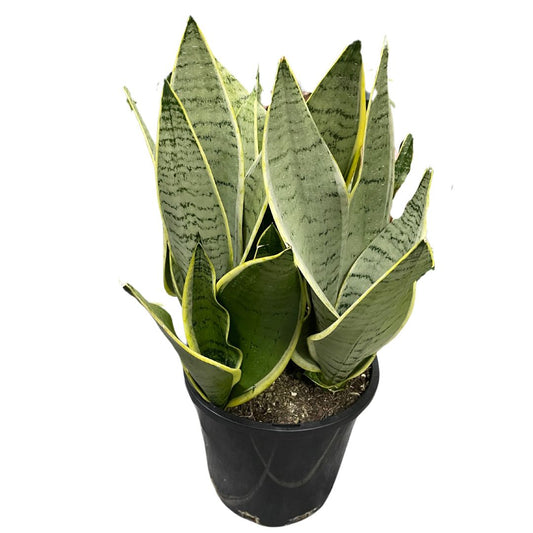 Sansevieria 'Night Owl' (Pick Up only)