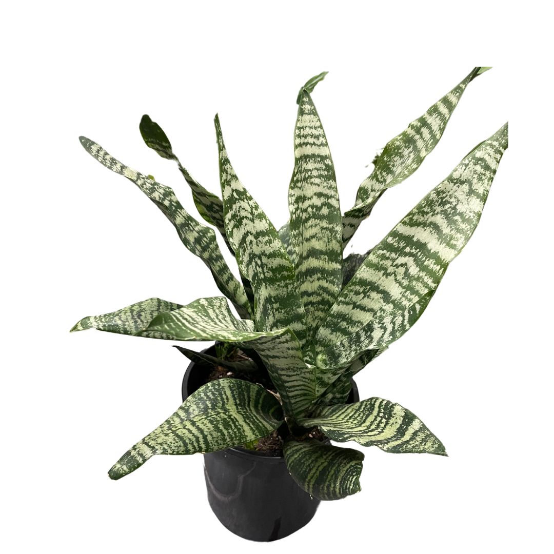 Sansevieria (Pick up only)