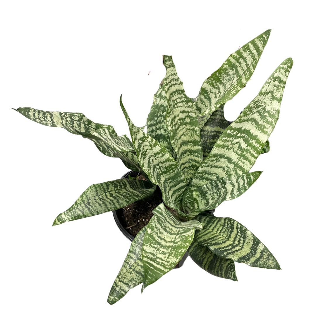 Sansevieria (Pick up only)